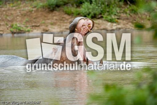 Flusspferd (77 von 104).jpg